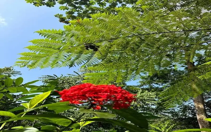Tropical flowering trees in a St. Lucia botanical garden